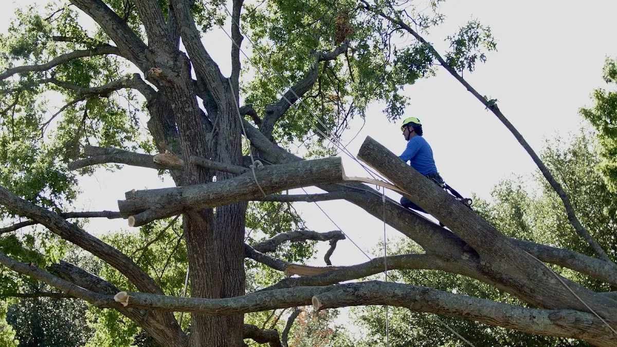 Professional Hazardous Tree Removal performed by certified arborists in Elaine