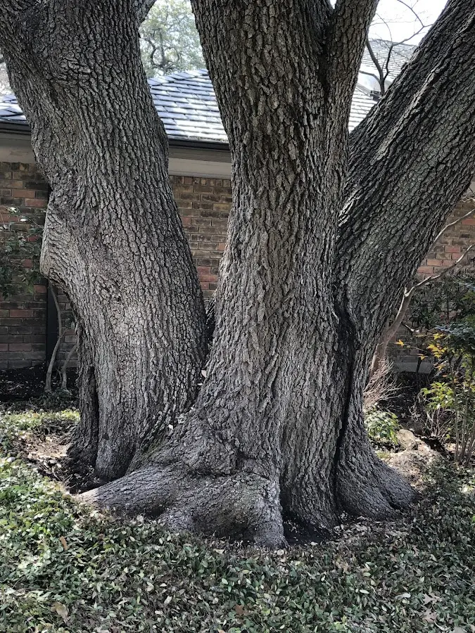 Mature heritage tree close to a Elaine property cared for by certified arborists